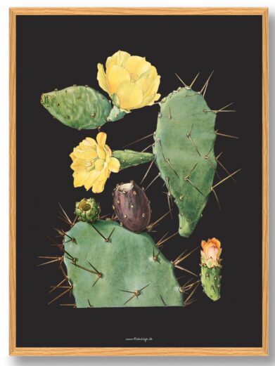Kaktus Plakat: Watercolor illustration of a prickly pear cactus with yellow flowers and fruit against a dark background.