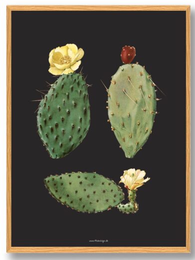 Kaktus Plakat - Sort: Botanical art print featuring three prickly pear cacti with yellow flowers and a red fruit on a black background.