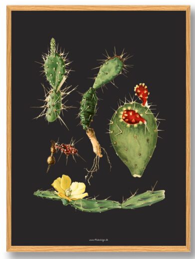 Kaktus Plakat: Botanical illustration of a prickly pear cactus with green pads, sharp spines, red fruit, and a delicate yellow flower.