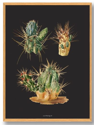 Kaktus Plakat: Illustration of three different cacti with long spines on a dark background, framed in light wood.