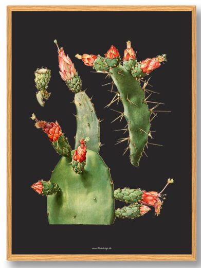 Kaktus plakat: botanical art print featuring a vibrant green cactus with red flowers and sharp thorns, set against a black background.