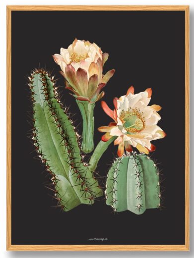 Kaktus Plakat: Close-up of green cacti with blooming white flowers on a dark background. Botanical art print.