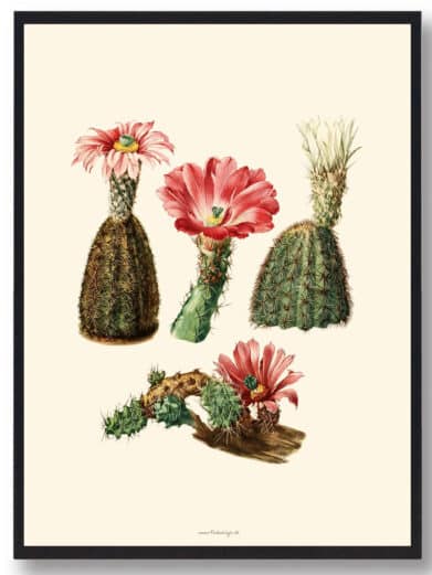 Kaktus plakat