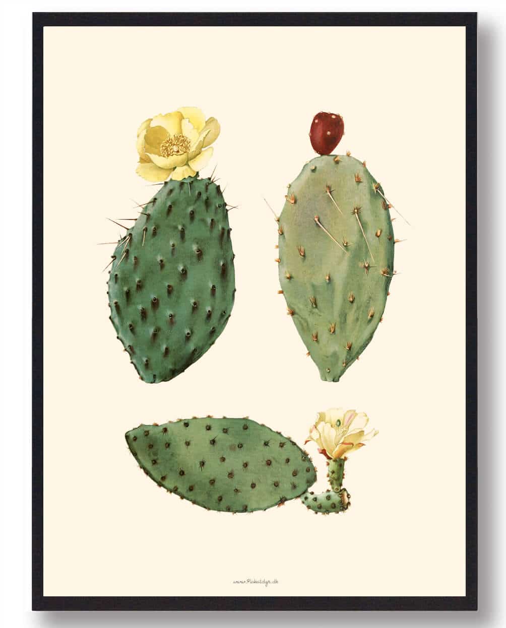Kaktus plakat
