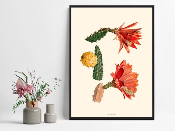 plante-kaktus-plakat-1
