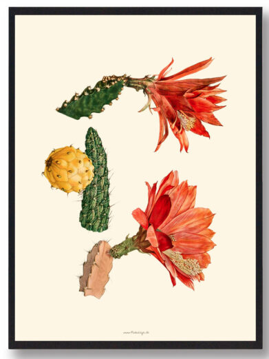 Kaktus plakat
