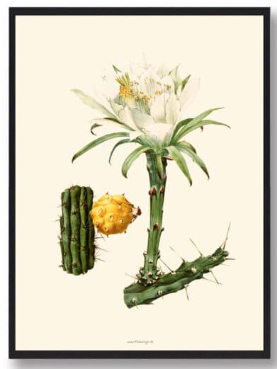 Kaktus plakat