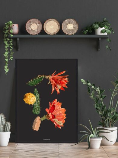 Kaktus Plakat: Close-up of a framed botanical print featuring orange cactus flowers and cacti on a dark background, styled in a room setting.