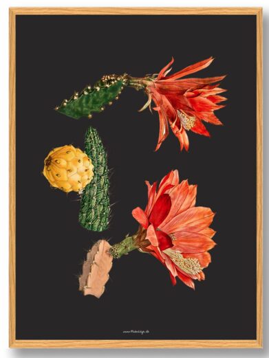 Botanical Kaktus plakat featuring vibrant red cactus flowers, green cacti, and a yellow cactus fruit against a dark background.