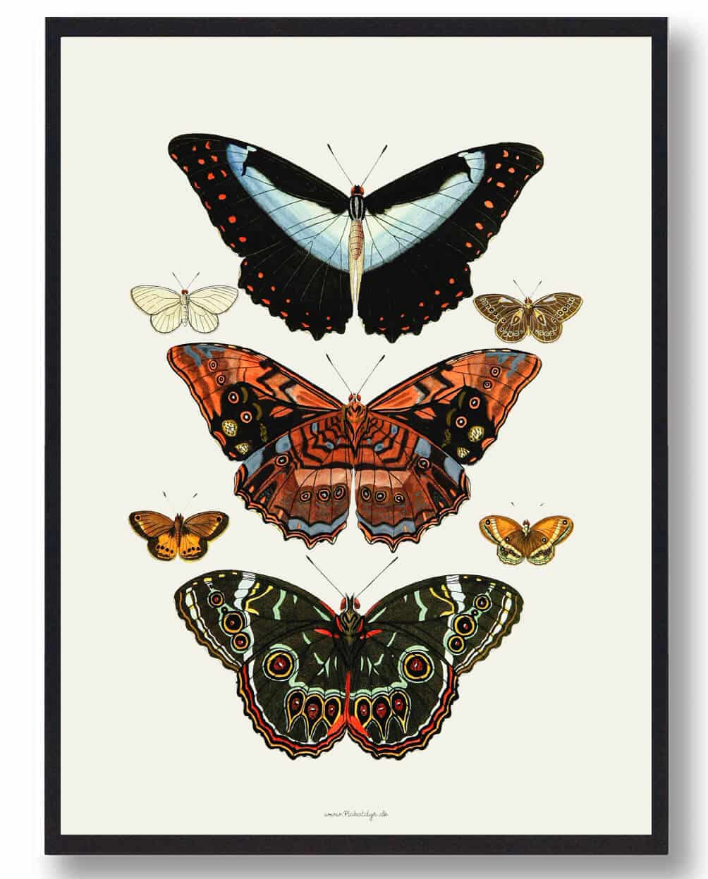Sommerfugleplakat