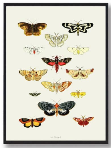 Sommerfugleplakat