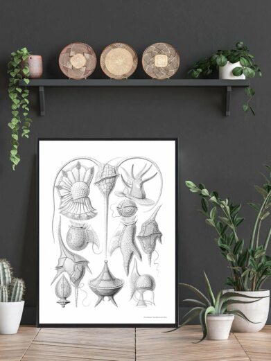 Naturplakat art print featuring detailed vintage illustrations of various natural forms in black and white, framed in a stylish home setting.