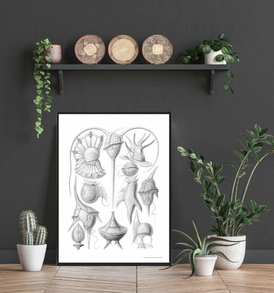 Naturplakat art print featuring detailed vintage illustrations of various natural forms in black and white, framed in a stylish home setting.