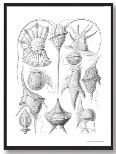 Naturplakat: Black and white detailed drawing of various marine microorganisms. Perfect nature art for home decor.