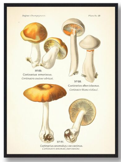 Abrikos-Slørhat Svampe plakat features vintage botanical illustrations of various Cortinarius mushrooms in apricot and creamy white hues.
