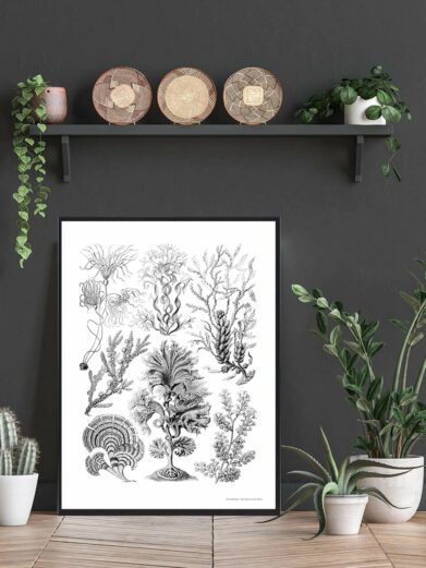 Asteridea Tusindfryd plakat: Black and white nature art print featuring diverse seaweed illustrations in a modern interior setting.
