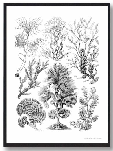 Asteridea Tusindfryd plakat: Black and white botanical print featuring various seaweed and algae species in a detailed, vintage style.