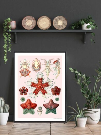 Asteridea Tusindfryd plakat: Vintage-style botanical print featuring various starfish in red, green, and neutral tones on a pink background.