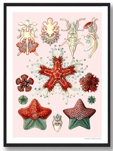 Asteridea Tusindfryd plakat: A vintage-style nature print featuring detailed illustrations of starfish and marine invertebrates in red, green and beige on a pink background.