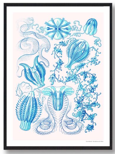 Blå liv plakat: Blue vintage-style illustration of jellyfish and other sea creatures. Nature-inspired art print.