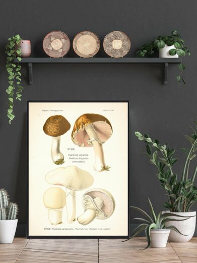 Detailed vintage Blod champignon - Svampe plakat featuring brown and white mushroom illustrations on aged paper, framed in black.