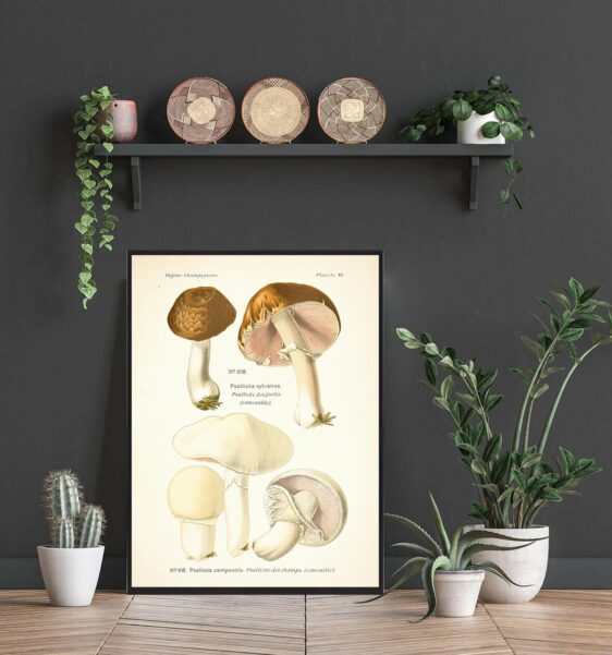 Detailed vintage Blod champignon - Svampe plakat featuring brown and white mushroom illustrations on aged paper, framed in black.