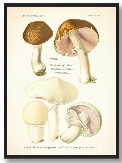 Blod champignon Svampe plakat featuring vintage-style botanical illustration of various mushroom types with detailed caps and stems.