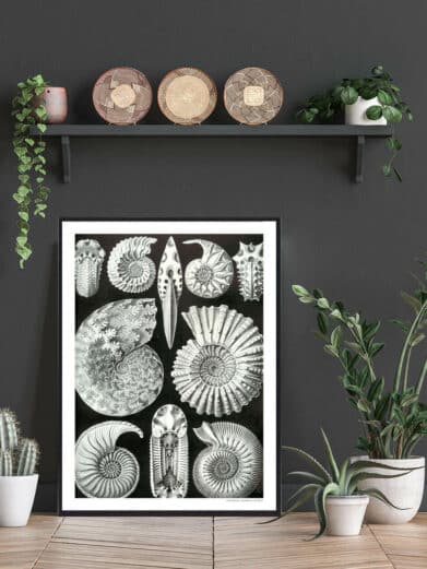 Hestesko Krabbe Plakat: Black and white vintage-style art print featuring various fossilized horseshoe crab species. Nature-inspired wall decor.