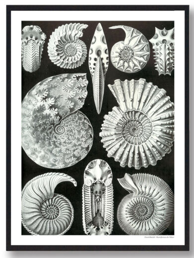 Hestesko krabbe plakat: Black and white illustration of various seashells and fossils, a nature-inspired piece for home decor.