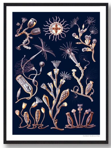 Blå liv plakat: botanical-style illustration of marine microorganisms in beige and brown tones against a dark blue background.