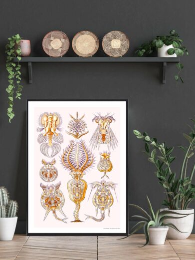 Naturplakat: A vintage-style nature poster with detailed illustrations of various fantastical organisms in golden and purple hues on a light background.