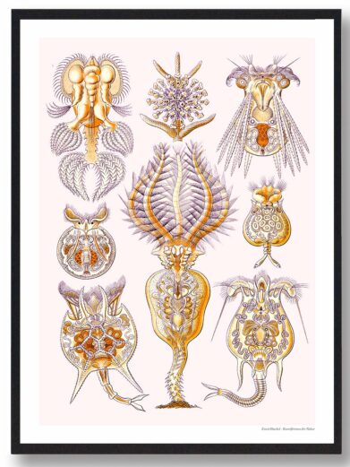 Naturplakat: Framed print featuring detailed vintage illustrations of various radiolarians in gold and purple hues on a light background.