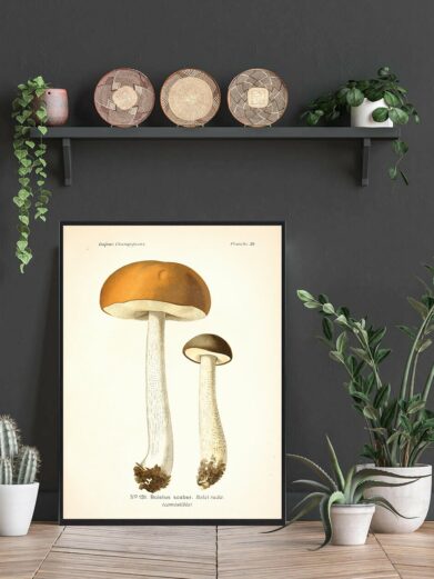 Brun Skælrørha Svampe plakat, featuring a detailed vintage illustration of two brown mushrooms, framed in a modern setting.