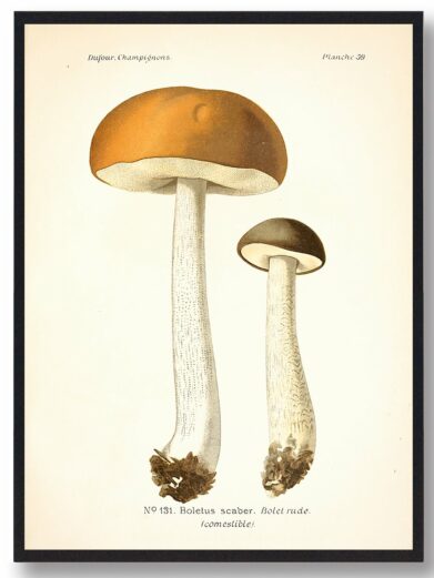 Brun Skælrørha Svampe plakat: Two detailed mushroom illustrations with brown caps and textured white stems on a vintage-style print.