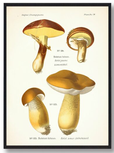 Brungul rørhat Svampe plakat featuring illustrated mushrooms: Bolete. Nature art print with brown and yellow fungi for home decor.