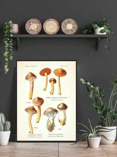 Brunrød slimslør Svampe plakat: Vintage-style illustration of various mushrooms with brown and orange caps, perfect for nature-themed decor.