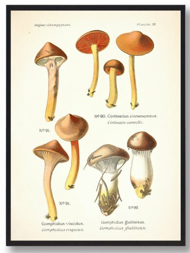 Brunrød slimslør Svampe plakat: Vintage-style illustration of various mushrooms, featuring warm brown and yellow tones, perfect for nature-themed decor.