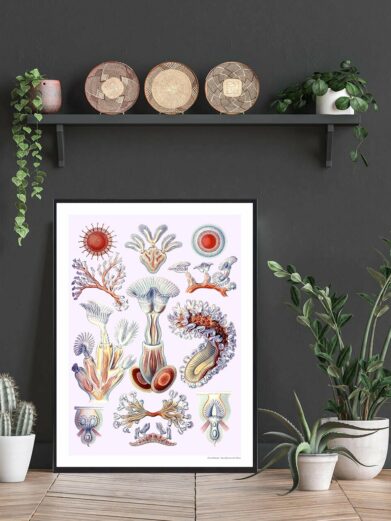 Naturplakat art print featuring vintage-style sea creature illustrations in red, white, and blue on a light background.