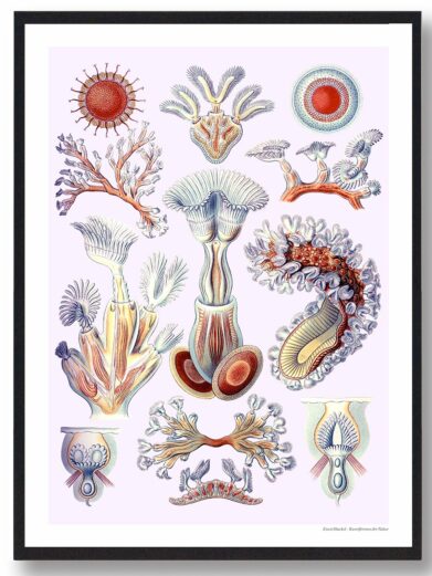 Naturplakat illustration featuring detailed vintage biological drawings of various marine invertebrates in red, orange, and blue hues, set against a light background.