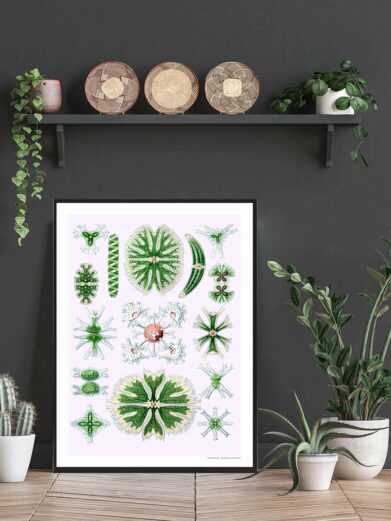 Naturplakat: Botanical art print featuring various green algae specimens on a light pink background, framed in a modern setting.