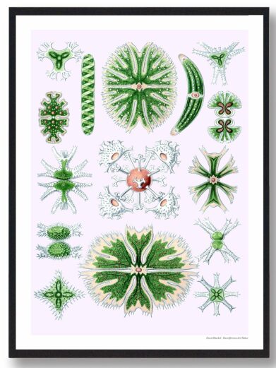 Naturplakat showing a collection of detailed green and white scientific drawings of various natural organisms on a light pink background.