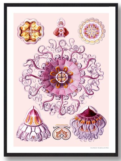 Havets skønhed plakat: Pink naturbilleder med detaljerede illustrationer af vandmænd og havorganismer. Botanisk stil, perfekt som boligplakat.