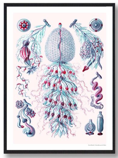 Detailed 'Havets skønhed' plakat featuring vintage-style sea creature illustrations in teal, red, and pink on a light background.
