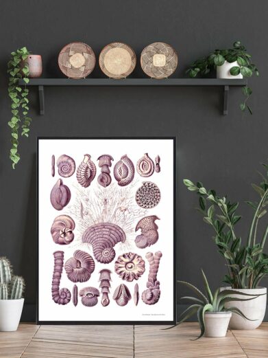 Havets Skønhed plakat: A botanical print featuring detailed, purple illustrations of various seashells, framed and styled in a modern home setting.