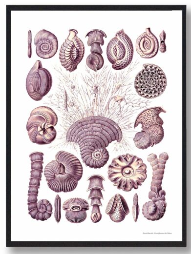 Havets skønhed plakat: A vintage-style nature print featuring detailed drawings of various seashells and marine organisms in shades of pink.
