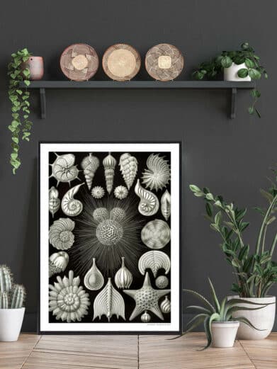 Natur 2 Plakat: Black and white botanical print featuring vintage style sea life illustrations in a modern home setting.