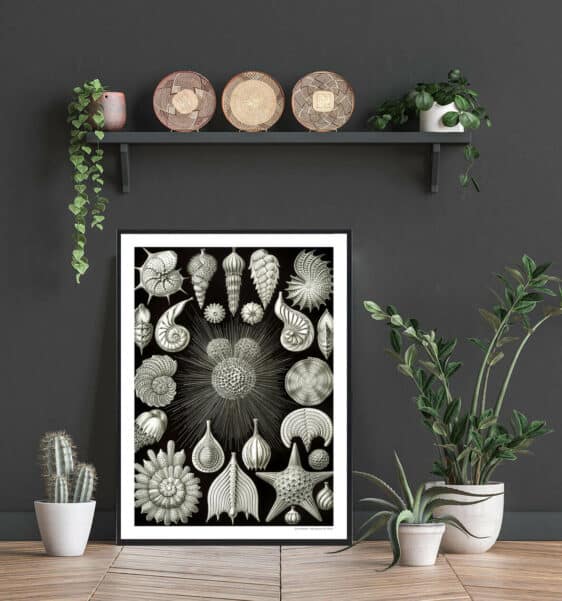 Natur 2 Plakat: Black and white botanical print featuring vintage style sea life illustrations in a modern home setting.