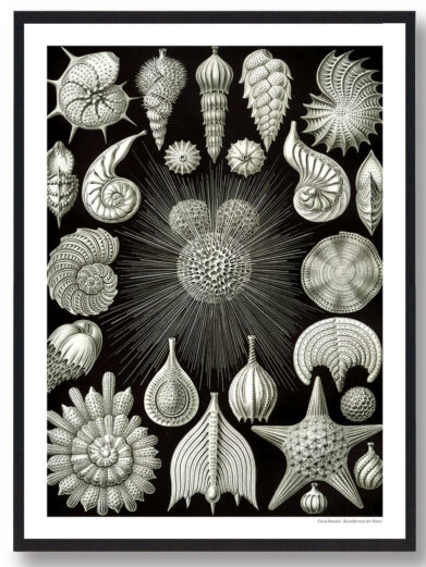 Natur 2 plakat featuring detailed black and white drawings of various natural sea creatures and organisms on a dark background.