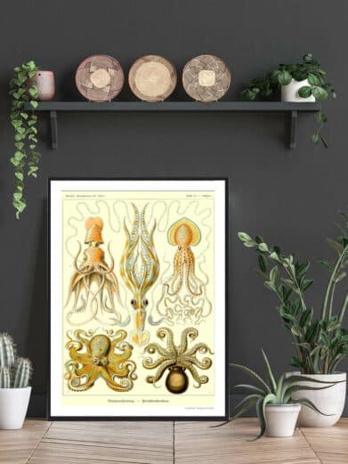 Vintage-style Hestesko Krabbe Plakat featuring detailed scientific illustrations of various crab species, adding a touch of nature to your home.
