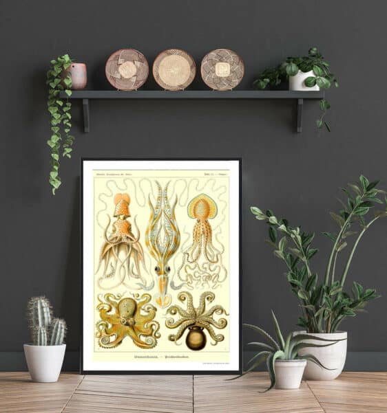 Vintage-style Hestesko Krabbe Plakat featuring detailed scientific illustrations of various crab species, adding a touch of nature to your home.